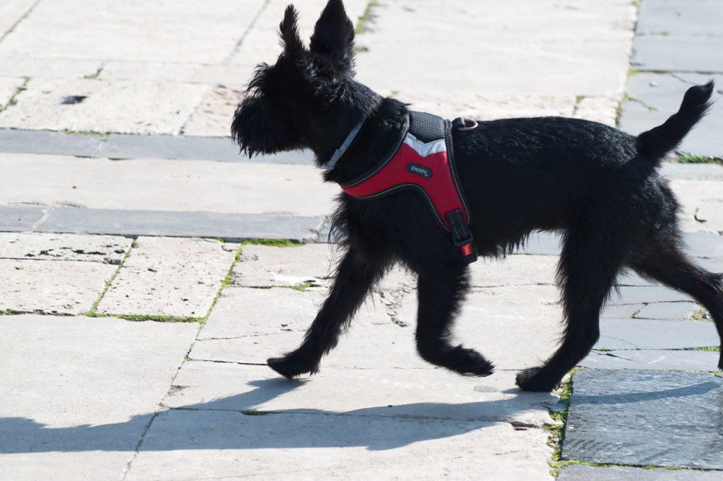 softgeschirr_hunde