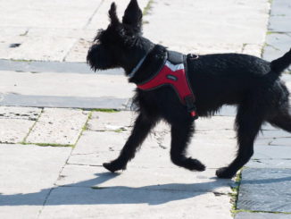softgeschirr_hunde
