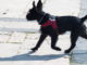 softgeschirr_hunde