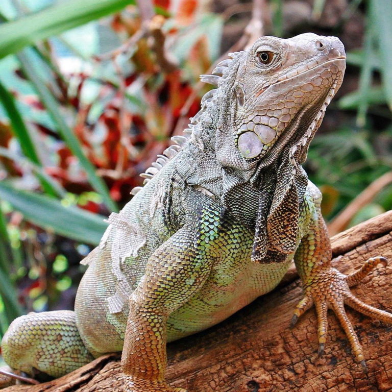 Der Leguan Der tierische Blog