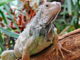 leguan_vorschau