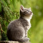katze-allergie